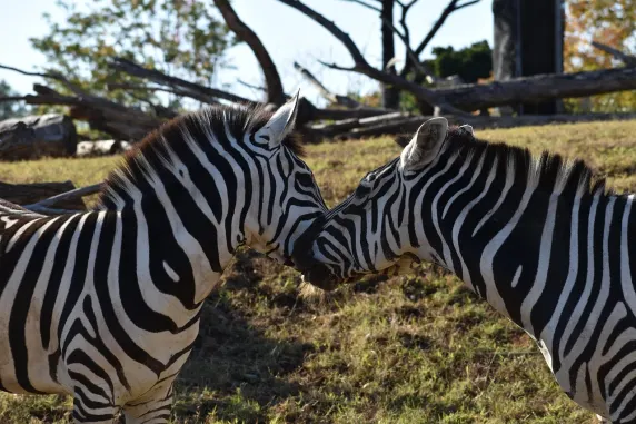 カジニア カジノ サポート